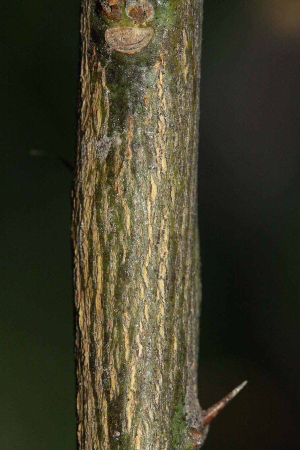              Second - third year twig (Riverside, CA)       